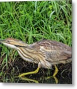 Sneaking Bittern Metal Print