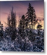Snow Covered Pine Trees Metal Print