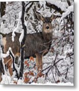 Snow Deer - Wasatch Front - Utah Metal Print