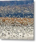 Snow Geese At Willow Point Metal Print