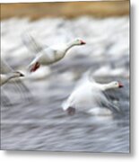 Snow Geese Flight Motion Blur Metal Print