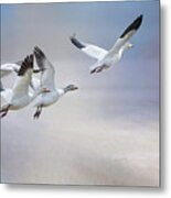 Snow Geese In Flight Metal Print