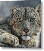 Snow Leopard Portrait Metal Print