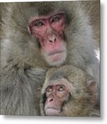 Snow Monkey And Young Metal Print