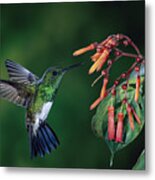 Snowy-bellied Hummingbird Costa Rica Metal Print