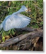 Snowy Egret 1010-051518-1cr Metal Print