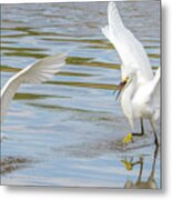 Snowy Egret Chase 1382-111317-3cr Metal Print