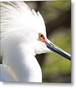 Snowy Egret Closeup Metal Print