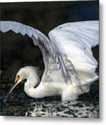 Snowy Egret Fishing Metal Print