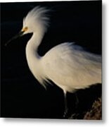 Snowy Egret, Florida Metal Print