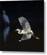 Snowy Egret In Flight In The Morning Light Metal Print