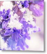 Snowy Hyacinth Metal Print