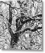 Snowy Oak Metal Print