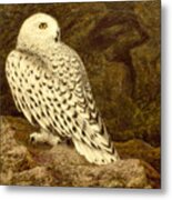 Snowy Owl Metal Print