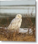 Snowy Owl On Cape Cod Metal Print