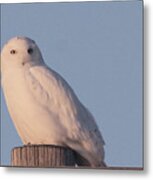 Snowy Owl Metal Print