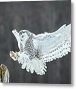 Snowy Owl Sticking The Landing Metal Print