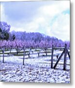 Snowy Peach Orchard Metal Print