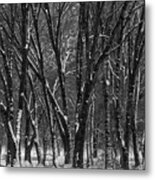 Snowy Yosemite Woods In Black And White Metal Print