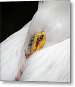 Snuggled White Pelican Metal Print