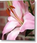 So Soft Lily Metal Print