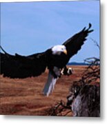 Soar Metal Print