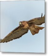 Soaring Hawk 2 Metal Print