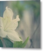 Soft And Beautiful Metal Print