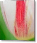 Soft And Tender Tulip Closeup Red White Green Metal Print