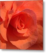 Soft Begonia Metal Print