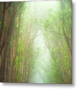 Soft Forest Light Metal Print