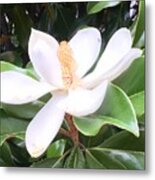 Soft Magnolia Metal Print