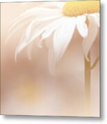 Soft White Daisy1 Metal Print