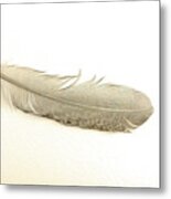 Softness Of A Feather Metal Print