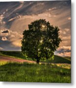 Solitarty Backlit Tree In The Palouse Metal Print
