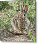 Some Bunny Loves You Metal Print