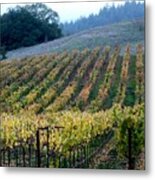 Sonoma County Vineyards Near Healdsburg Metal Print