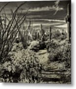 Sonoran Desert Spring Metal Print
