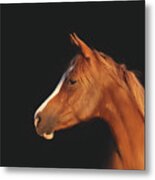 Soulful Gaze Of A Horse Metal Print