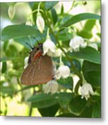 Southern Hairstreak On Sparkleberry Metal Print