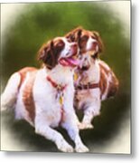 Spaniels Metal Print