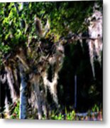 Spanish Moss Metal Print