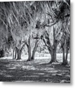 Spanish Moss In Black And White Metal Print