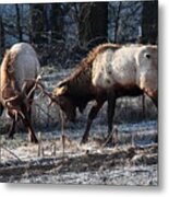 Sparring Elk In February Metal Print