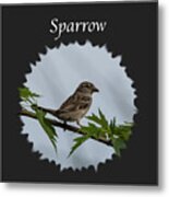 Sparrow Metal Print