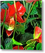 Spathiphyllum Flowers Peace Lily Metal Print