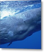 Sperm Whale Underwater Portrait Metal Print