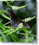 Spicebush Swallowtail Butterfly Metal Print
