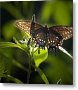 Spicebush Swallowtail I Metal Print