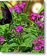 Spicebush Swallowtail Painted Metal Print
